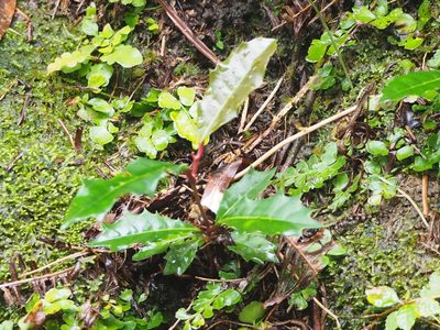 Itea oldhamii, photographed by 葉子