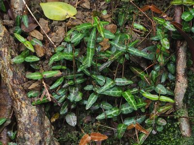 Trachelospermum jasminoides, photographed by 葉子