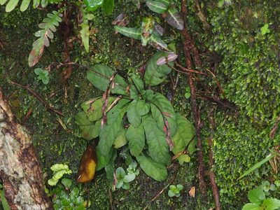 Staurogyne concinnula, photographed by 葉子