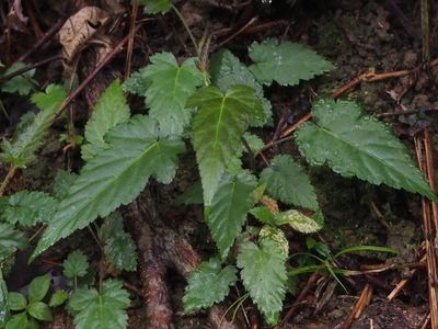 Rubus corchorifolius, photographed by 葉子