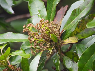 Daphniphyllum pentandrum, photographed by 葉子