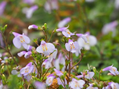Mazus fauriei, photographed by 葉子