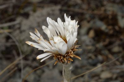 Celmisia lyallii, photographed by Jacob Littlejohn