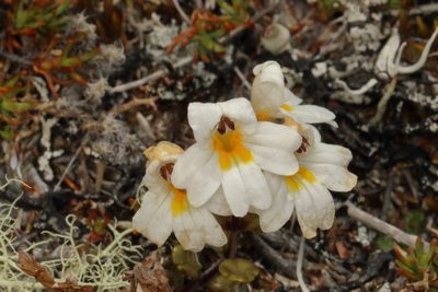 Euphrasia laingii, photographed by Jacob Littlejohn