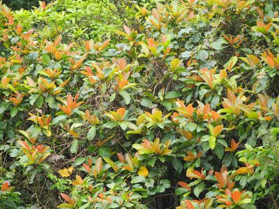 Ficus benguetensis, photographed by 葉子