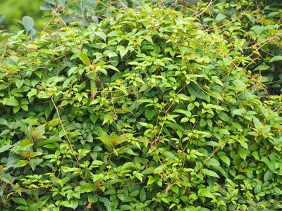 Causonis corniculata, photographed by 葉子