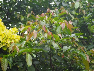 Glochidion zeylanicum, photographed by 葉子