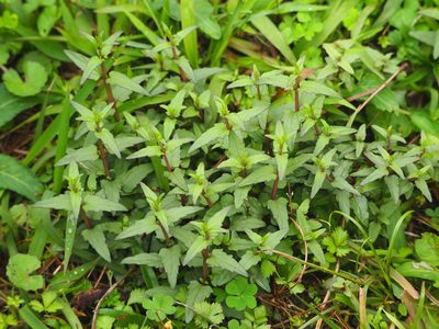 Scutellaria barbata, photographed by 葉子