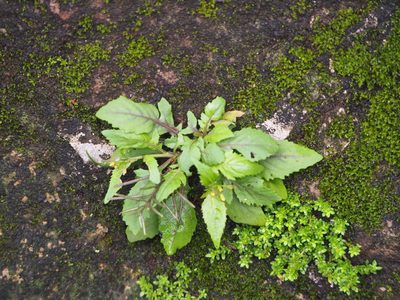 Rorippa indica, photographed by 葉子