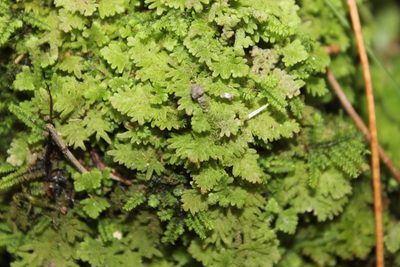 Trichocolea wattsiana, photographed by Joe Dillon