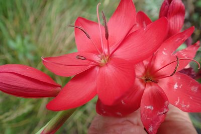 Hesperantha coccinea, photographed by Peter Warren