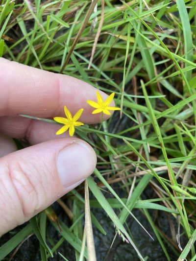 Hypoxis pratensis, photographed by Greg Tasney