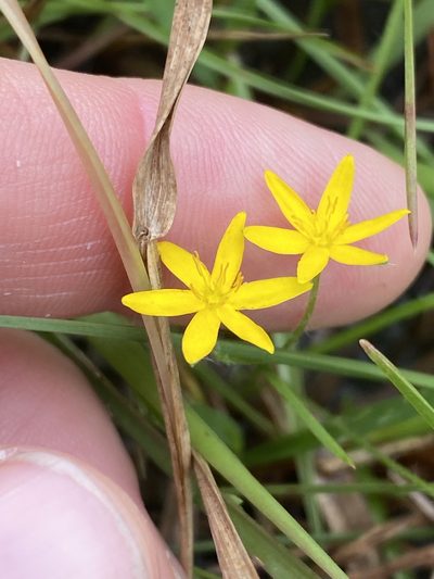 Hypoxis pratensis, photographed by Greg Tasney