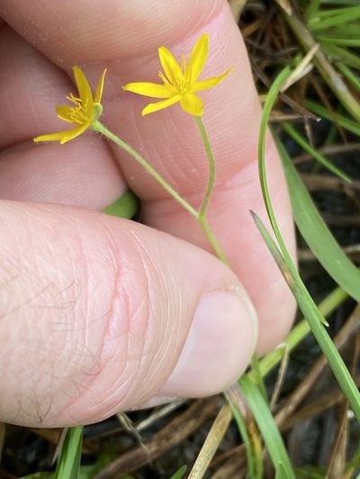 Hypoxis pratensis, photographed by Greg Tasney