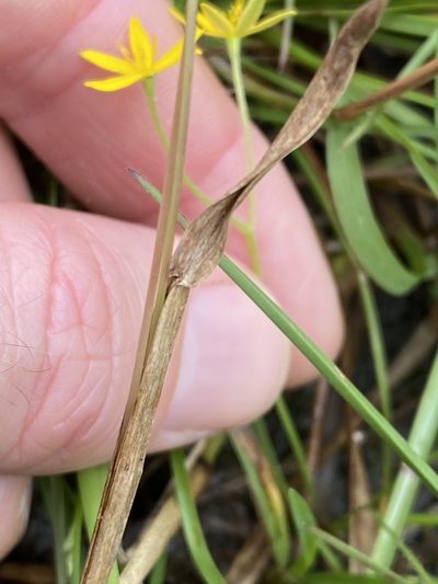 Hypoxis pratensis, photographed by Greg Tasney