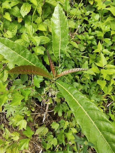 Ficus pseudopalma, photographed by Greg III Espera