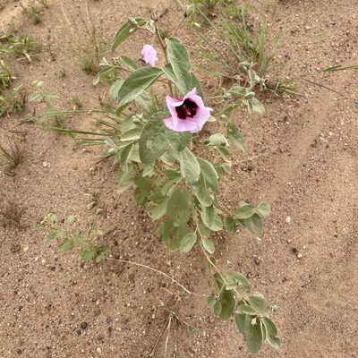 Gossypium australe, photographed by Tony Eales