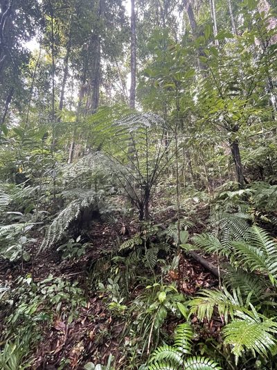 Gymnosphaera rebeccae, photographed by Tony Eales