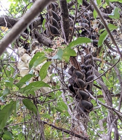 Mucuna birdwoodiana, photographed by portioid