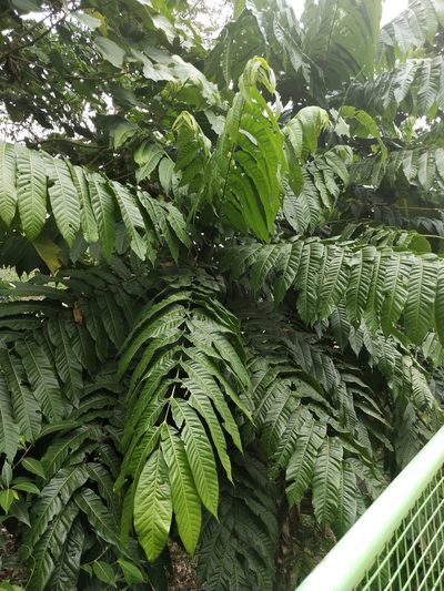 Dracontomelon dao, photographed by Greg III Espera