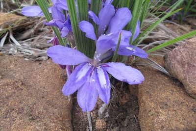 Babiana bainesii, photographed by James Deacon