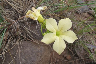 Exochaenium grande, photographed by James Deacon