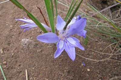 Babiana bainesii, photographed by James Deacon