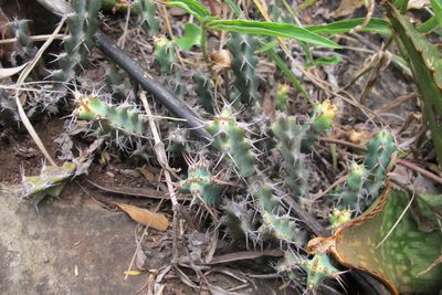 Euphorbia schinzii, photographed by James Deacon