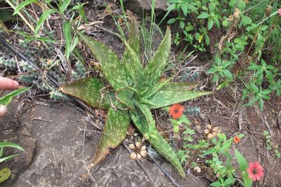 Aloe davyana, photographed by James Deacon