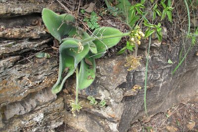 Haemanthus humilis, photographed by James Deacon