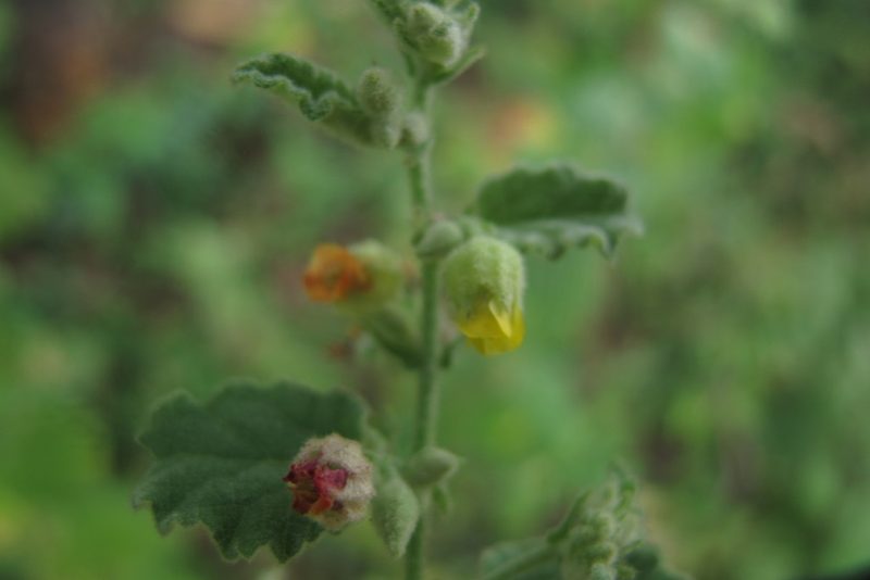Hermannia floribunda, photographed by James Deacon