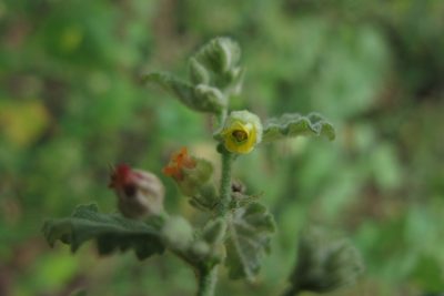 Hermannia floribunda, photographed by James Deacon