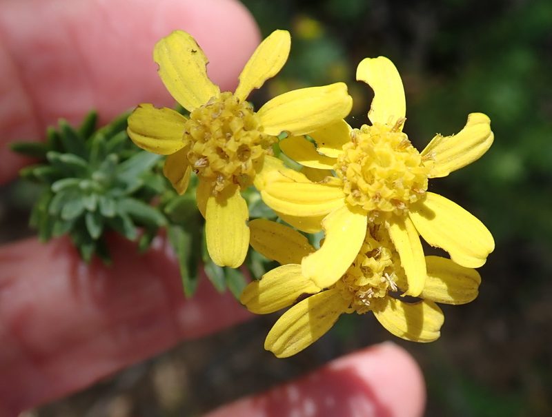 Euryops tysonii, photographed by Peter Warren