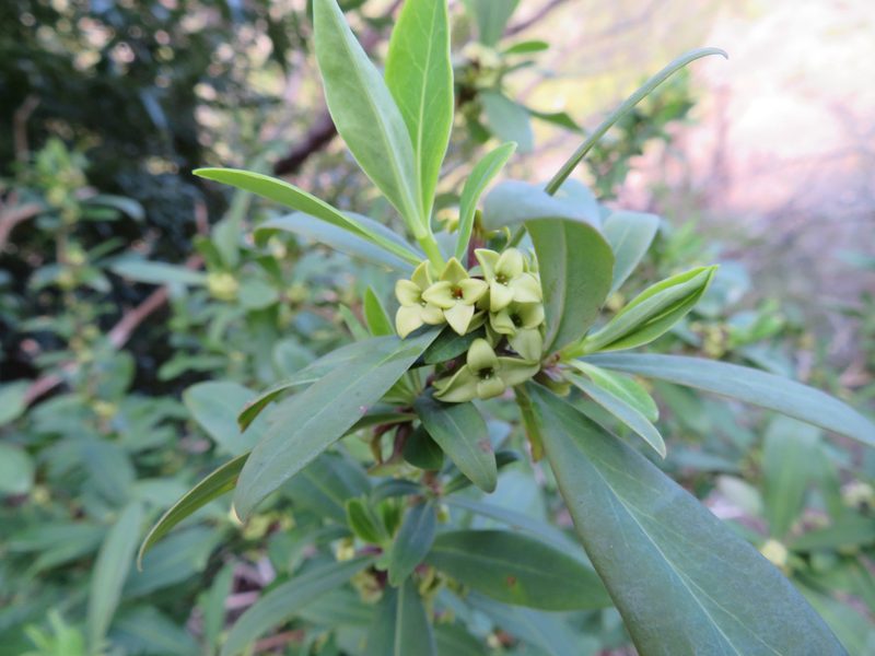 Daphne pseudomezereum, photographed by Marco Mussita