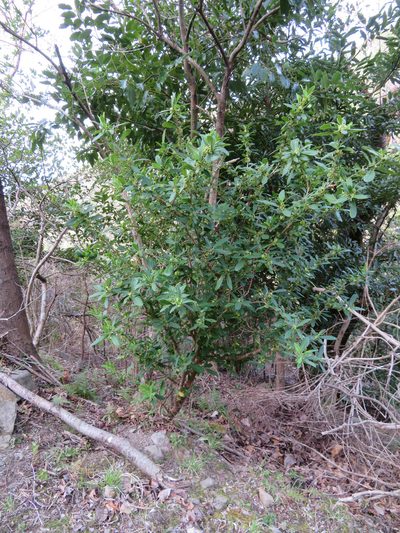 Daphne pseudomezereum, photographed by Marco Mussita
