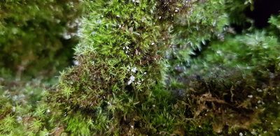 Rhynchostegiella tenella, photographed by Helen Waterman