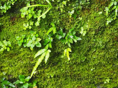 Pteris ryukyuensis, photographed by 葉子