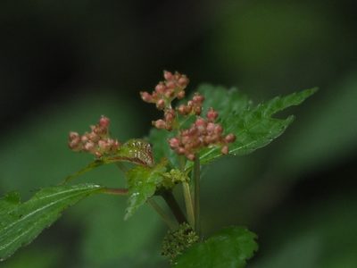 Pilea aquarum, photographed by 葉子