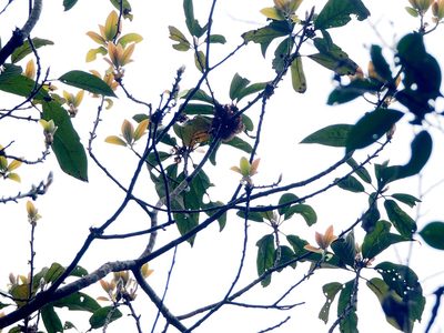 Lindera megaphylla, photographed by 葉子