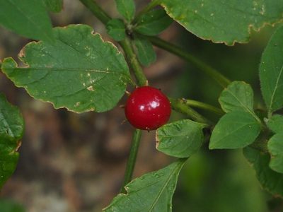 Lycianthes biflora, photographed by 葉子