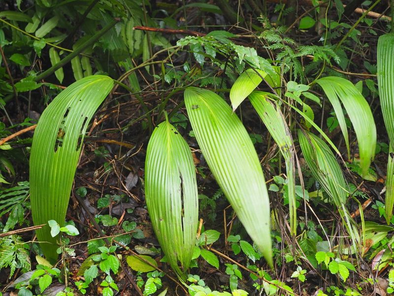 Curculigo capitulata, photographed by 葉子