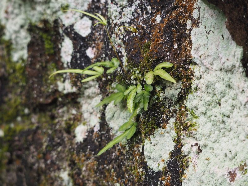 Pteris ryukyuensis, photographed by 葉子