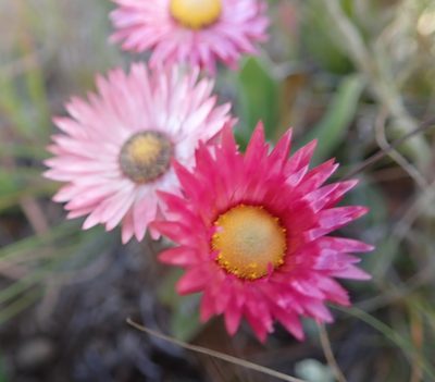 Helichrysum adenocarpum, photographed by Peter Warren