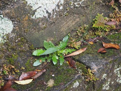Ixeridium laevigatum, photographed by 葉子