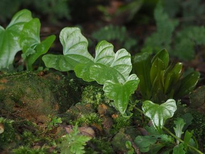 Dioscorea collettii, photographed by 葉子