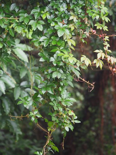 Tetrastigma obtectum, photographed by 葉子