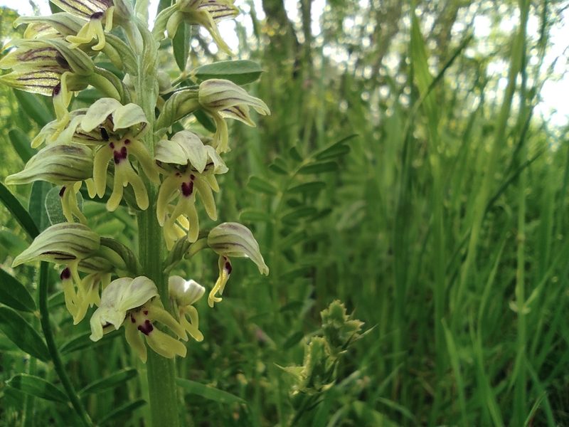 Orchis galilaea, photographed by Aryeh