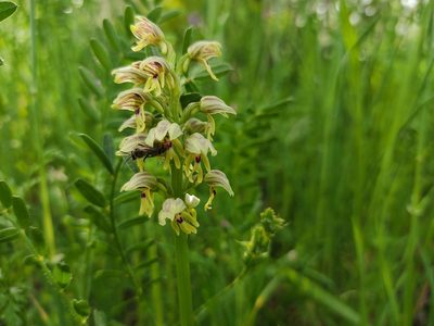 Orchis galilaea, photographed by Aryeh