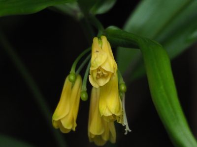 Disporum shimadae, photographed by 葉子