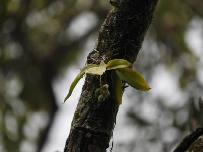 Notylia barkeri, photographed by Victor De la Cruz